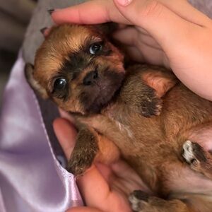 Meet your Posher 💋